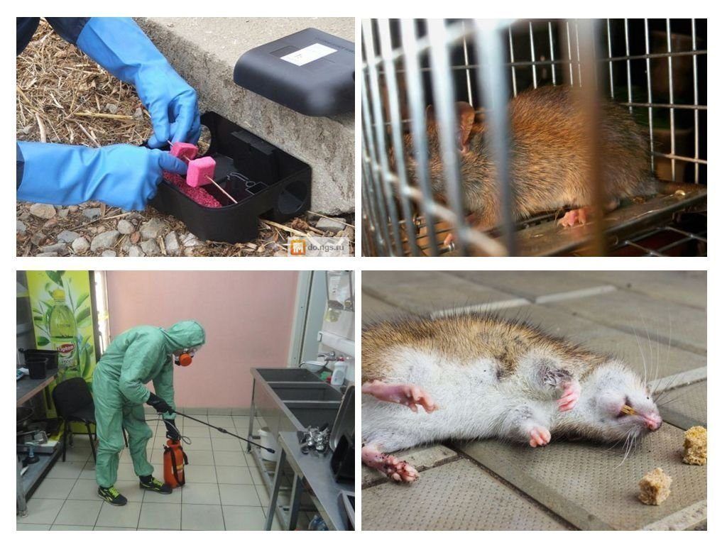 Фирма по уничтожению грызунов, крыс и мышей в Орске