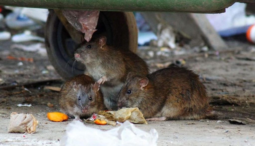 Травить грызунов крыс и мышей в Орске
