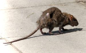 Фирма по уничтожению грызунов, крыс и мышей в Орске