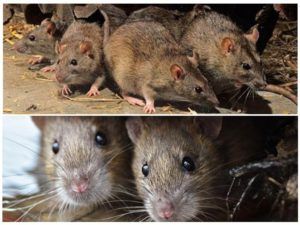 Травить грызунов крыс и мышей в Орске