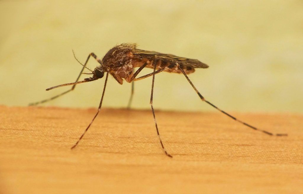 Уничтожение комаров в Орске