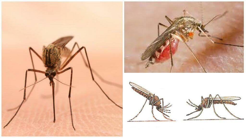 Уничтожение комаров в Орске