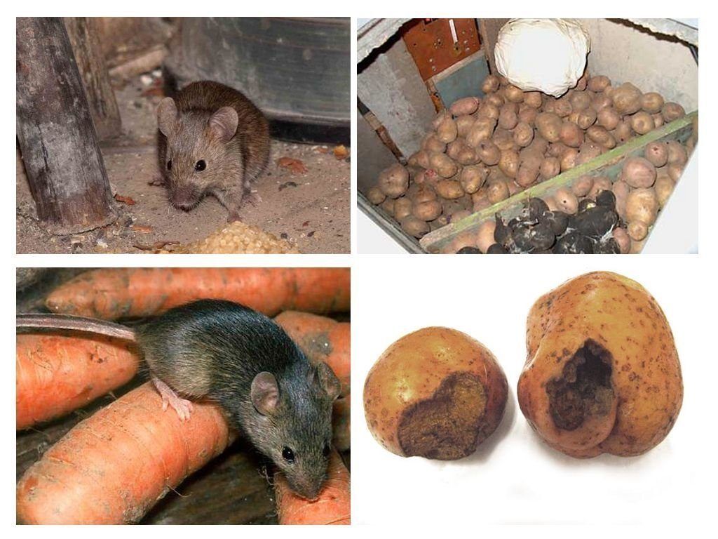 Обработка от грызунов крыс и мышей в Орске