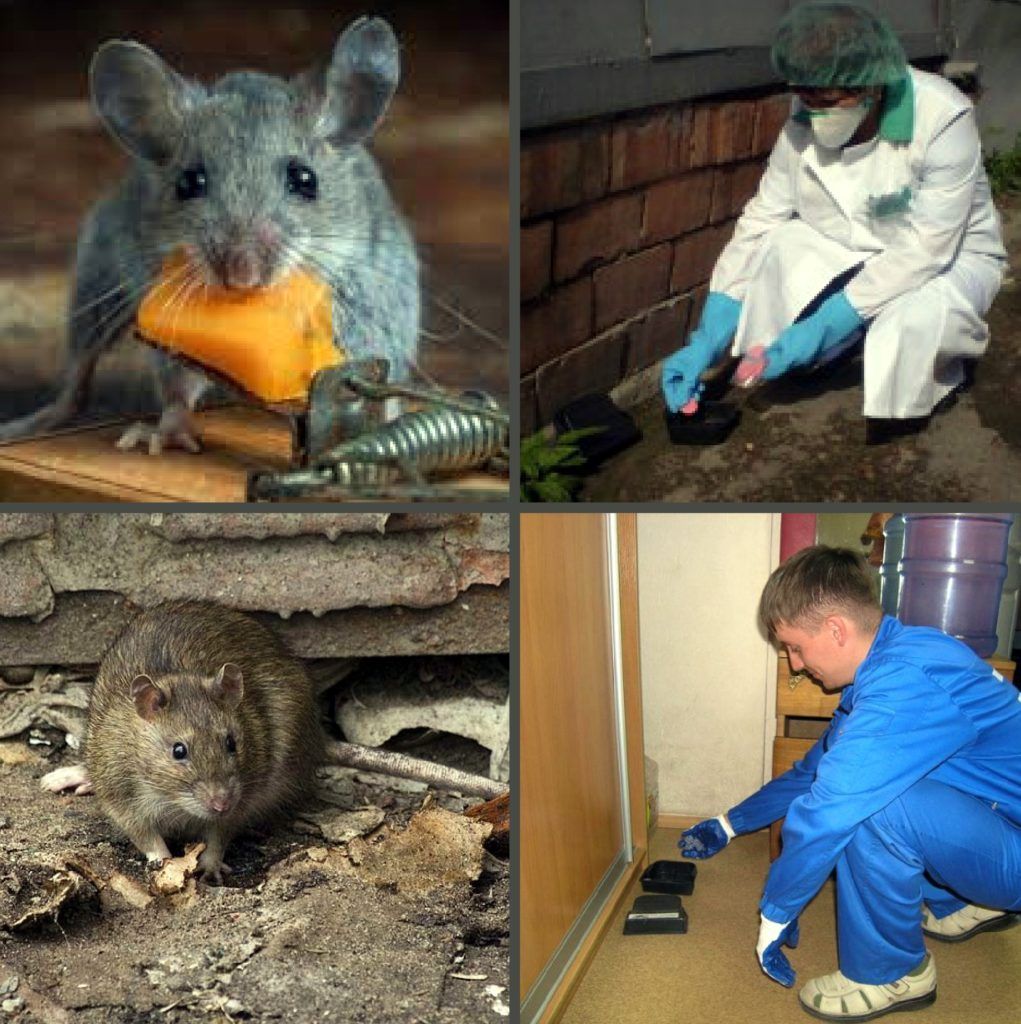 Дезинфекция от грызунов, крыс и мышей в Орске