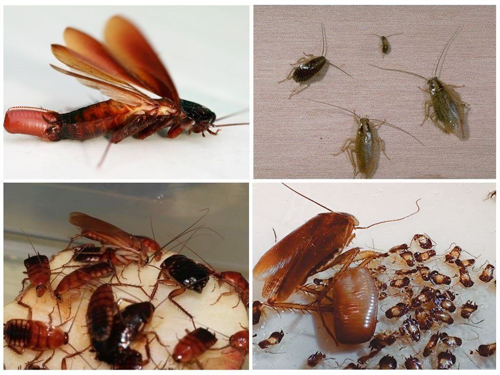 Уничтожение тараканов в квартире в Орске 