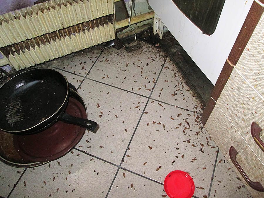 Санэпидемстанция от тараканов в Орске, вызвать, цены